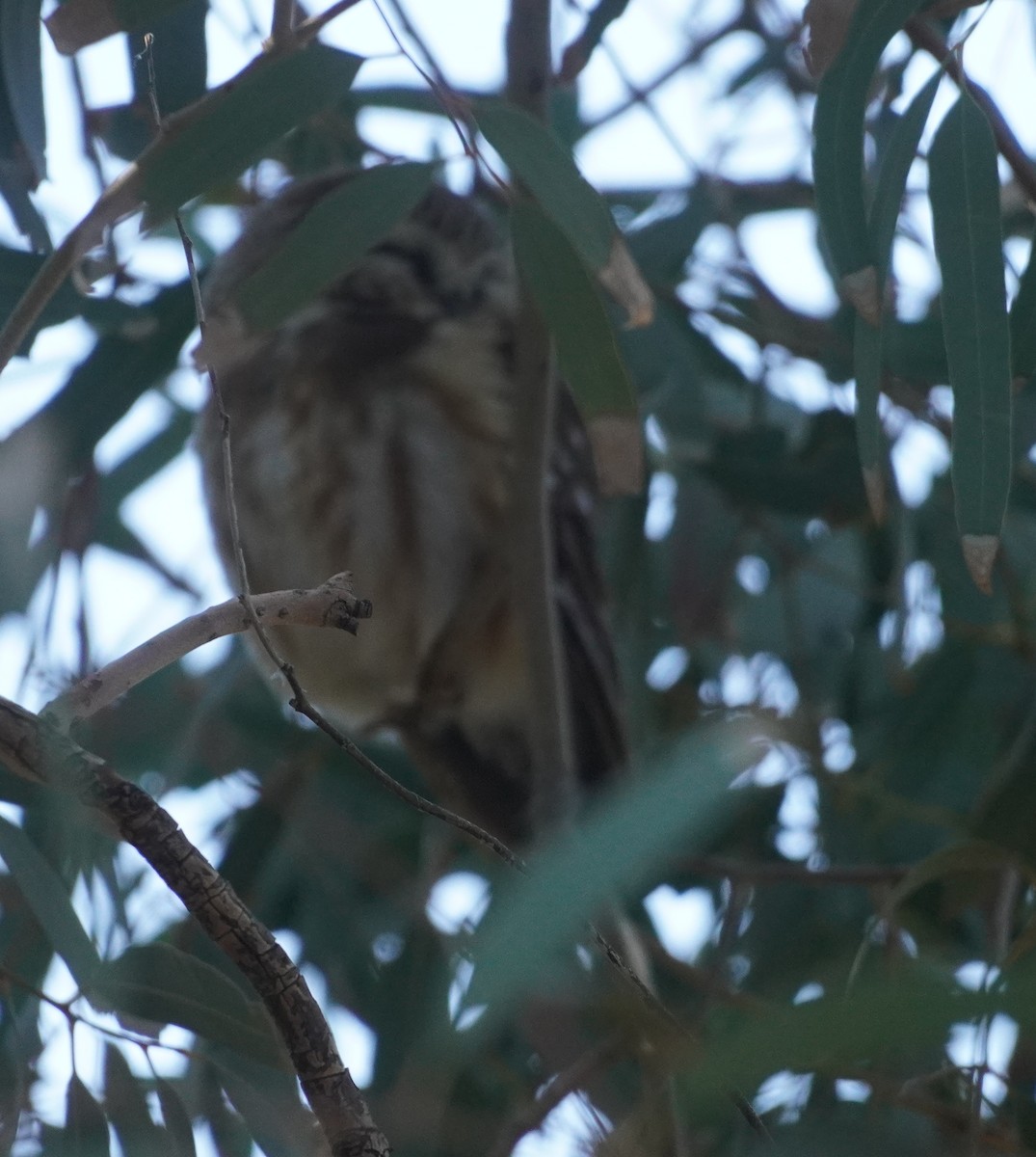 アメリカキンメフクロウ - ML646759603