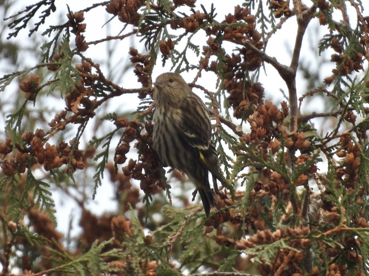 Pine Siskin - ML646759607