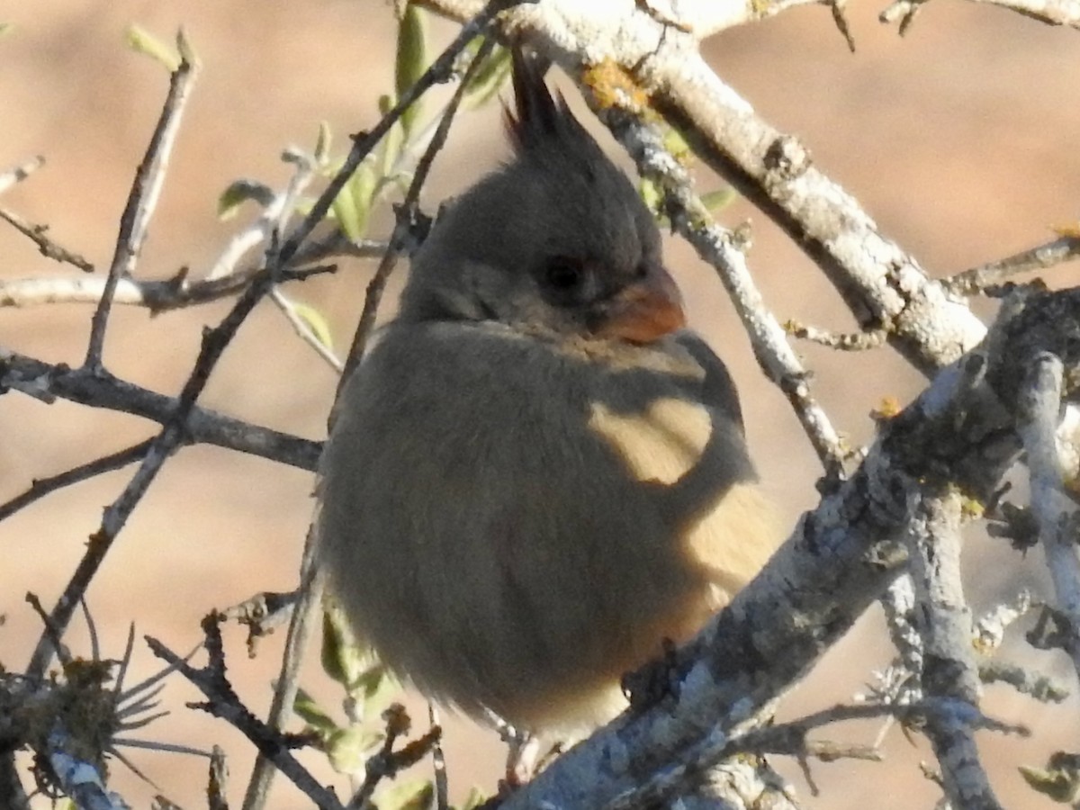 Pyrrhuloxia - ML646759608