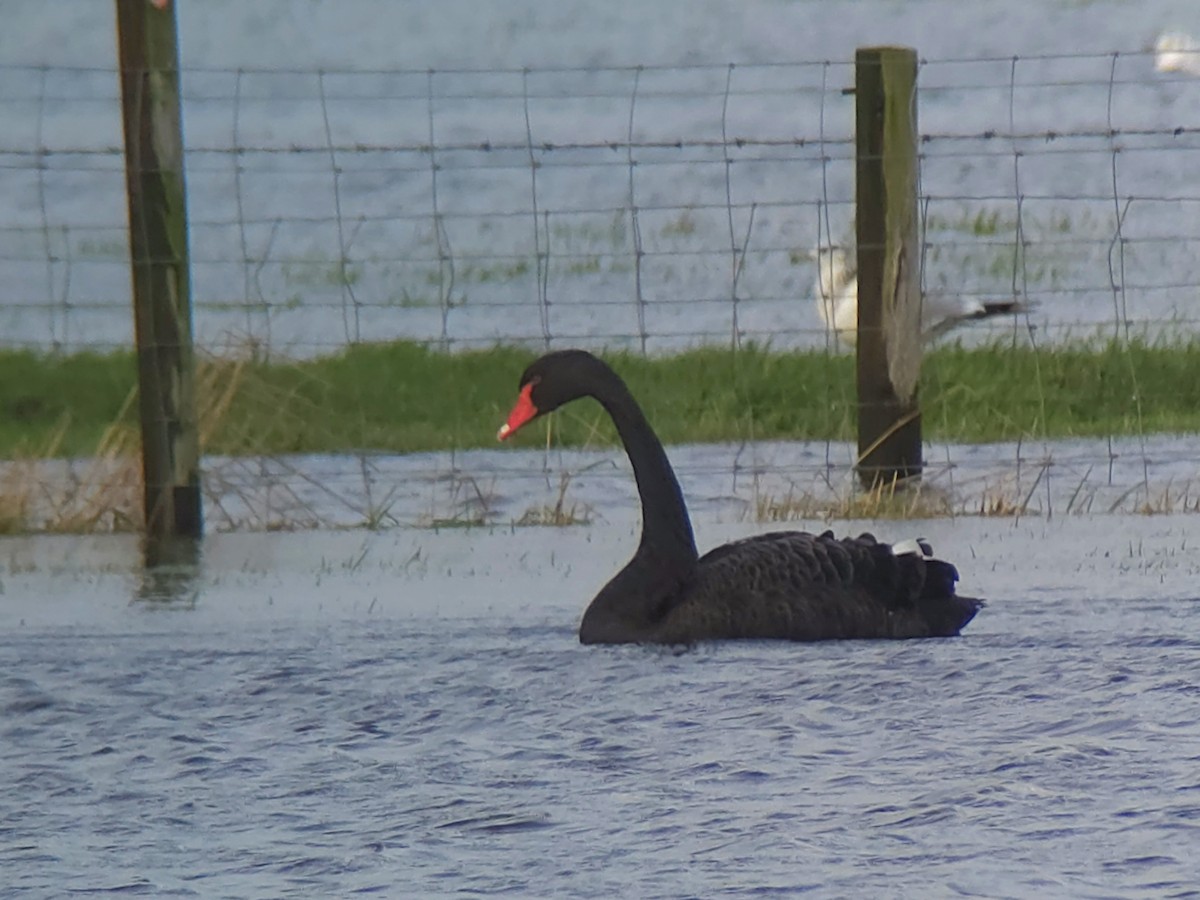 Black Swan - ML646759609