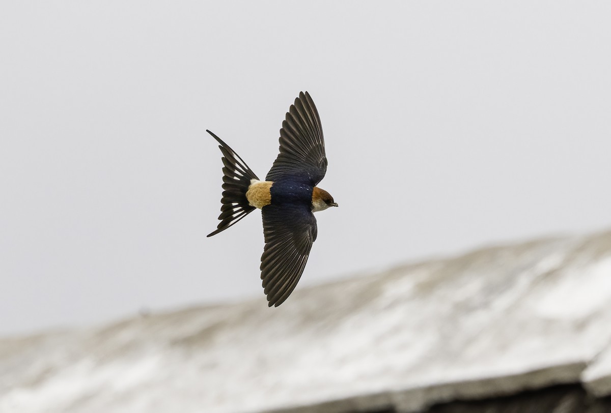 Greater Striped Swallow - ML646759610