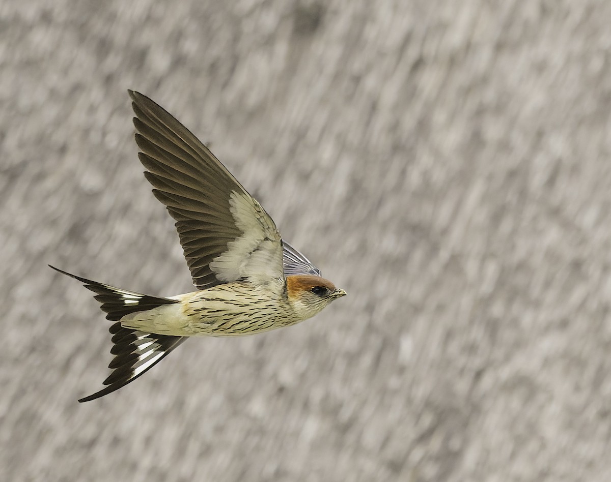 Greater Striped Swallow - ML646759611