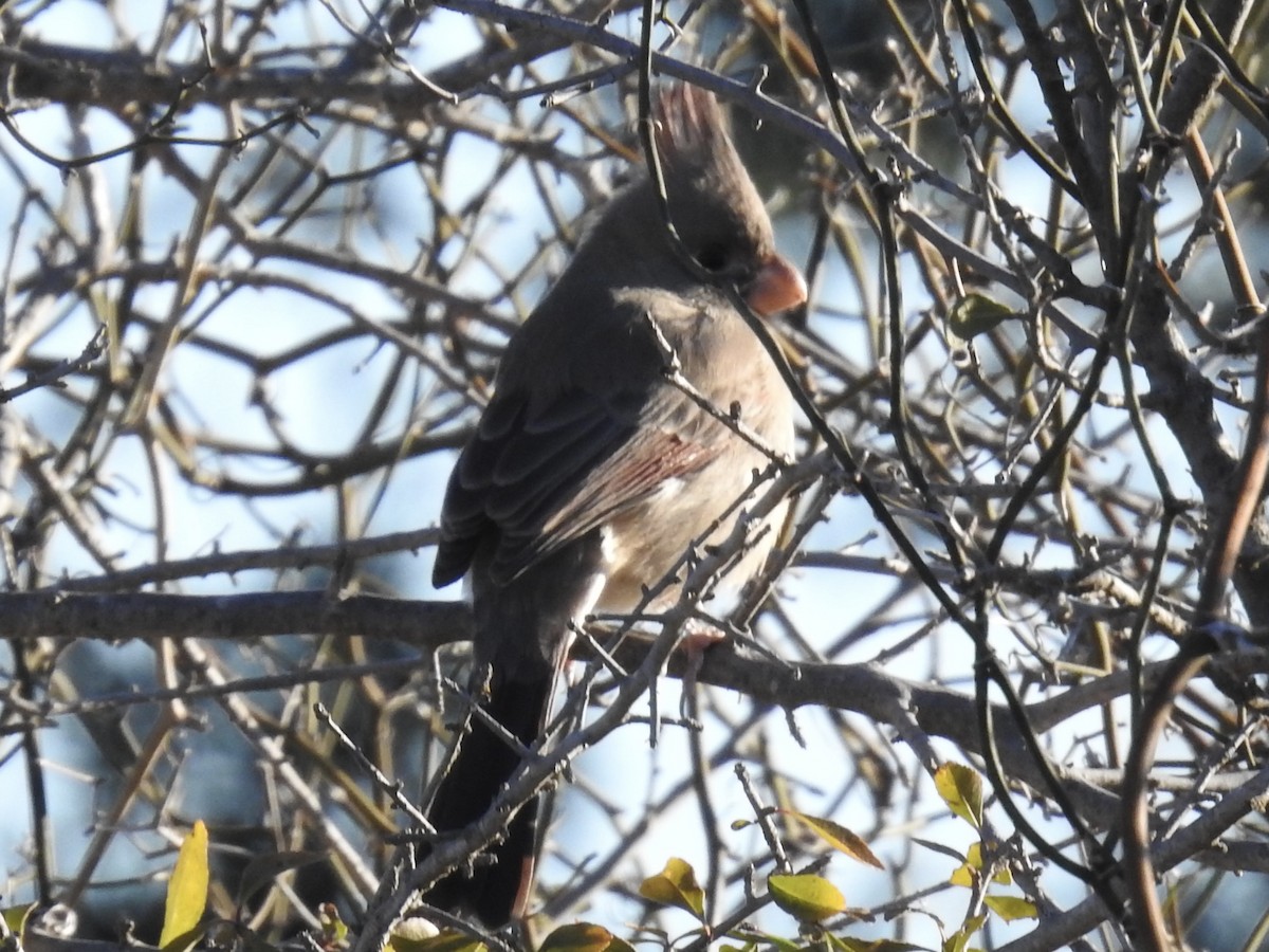 Pyrrhuloxia - ML646759612