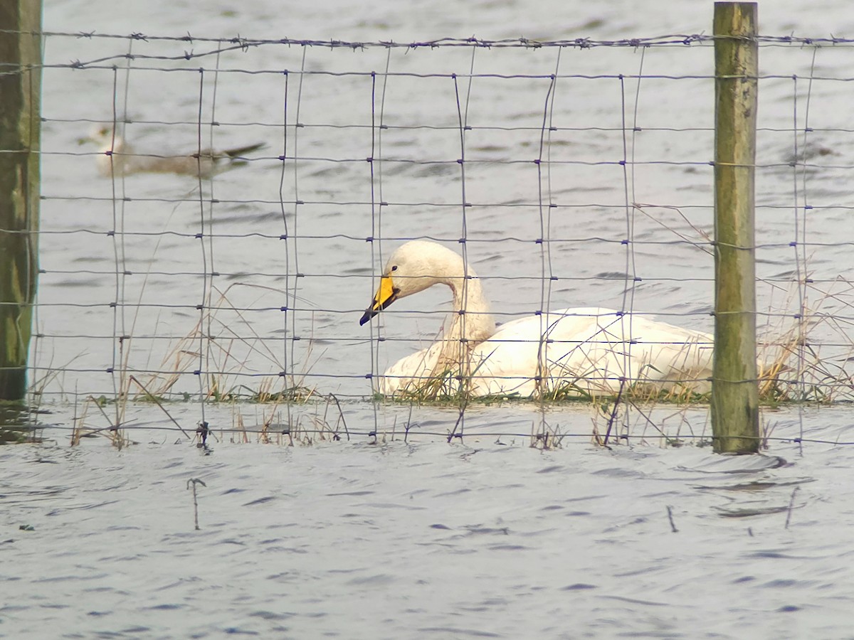 Whooper Swan - ML646759614