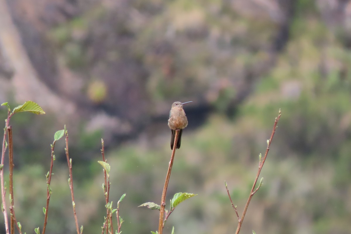 Giant Hummingbird - ML646759615