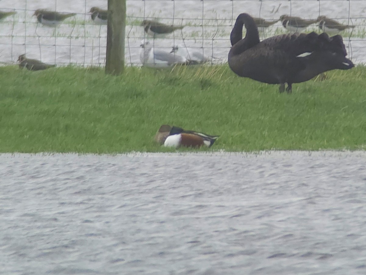 Northern Shoveler - ML646759616