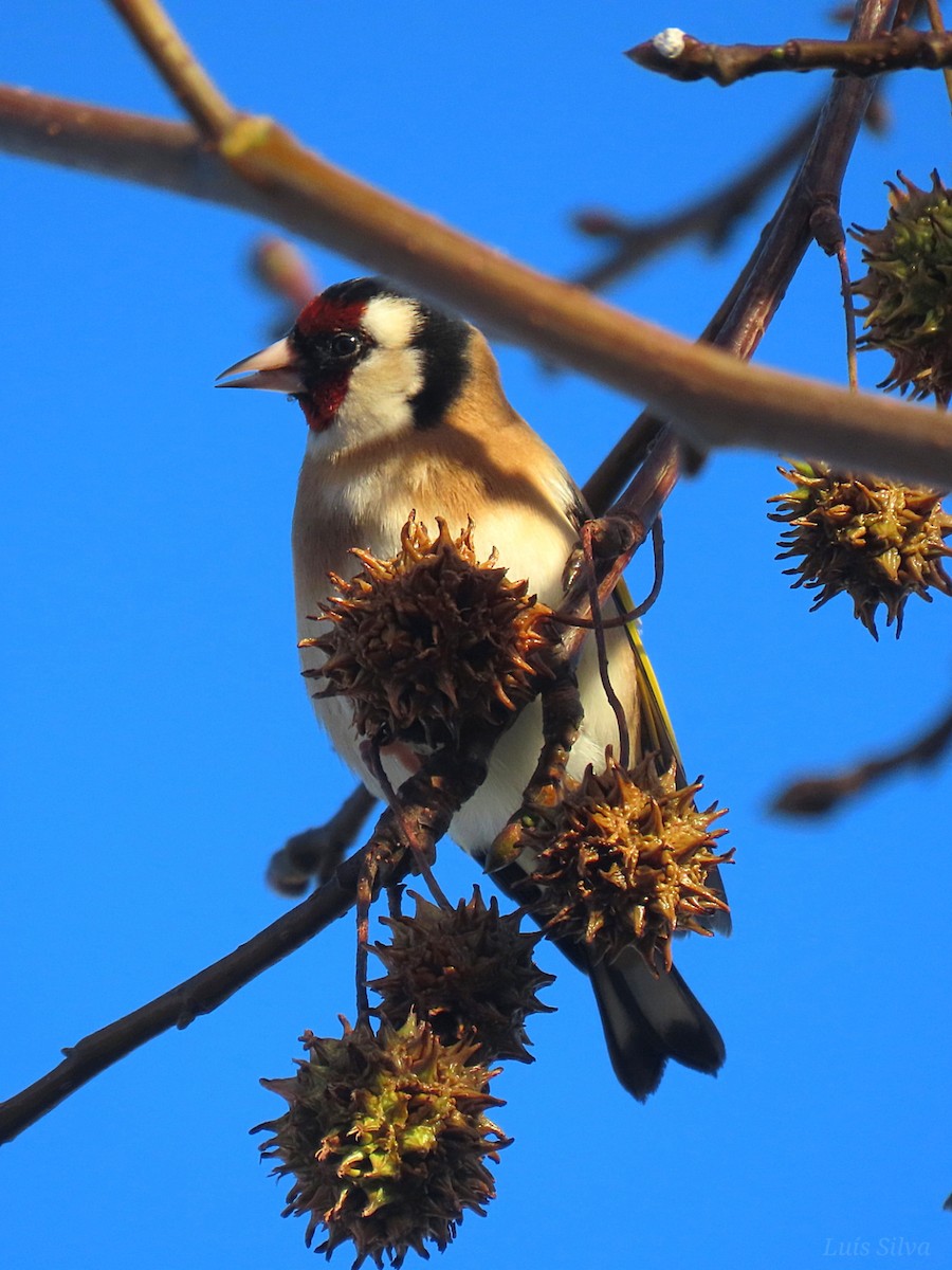 Jilguero Europeo - ML646759617