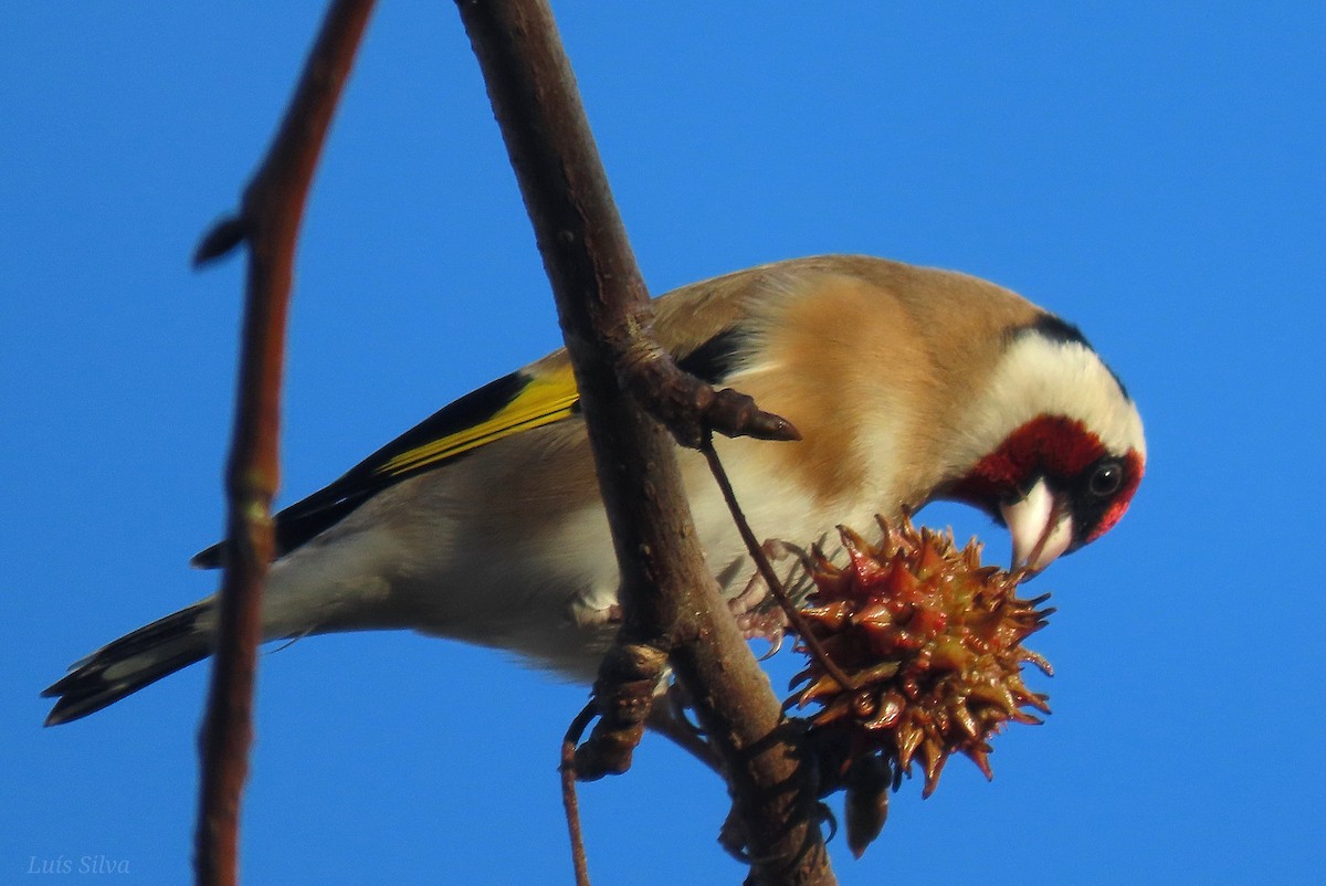 Jilguero Europeo - ML646759618