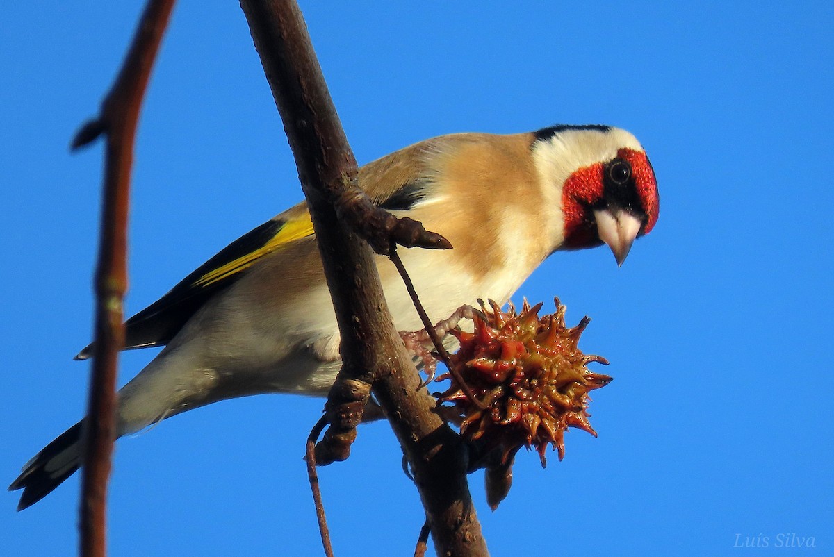 Jilguero Europeo - ML646759619