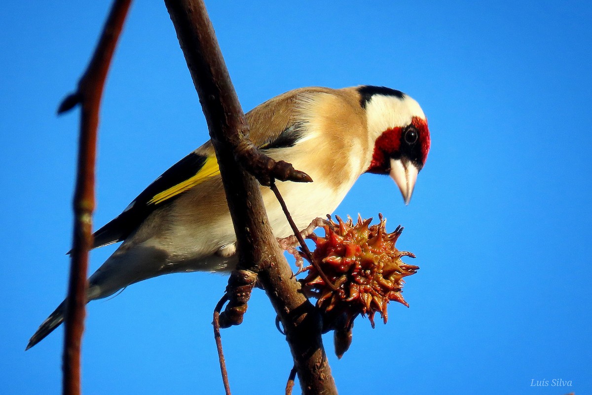 Jilguero Europeo - ML646759620