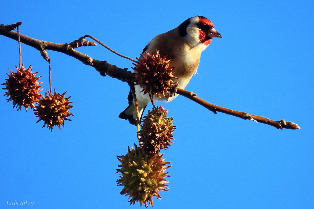 Jilguero Europeo - ML646759621