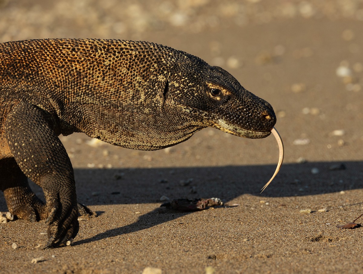 Komodo Dragon - ML646759623