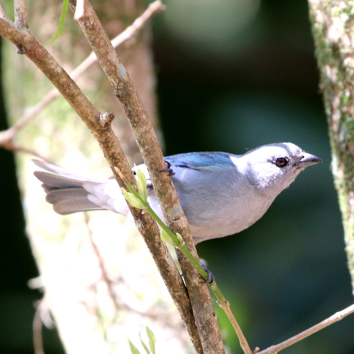 Sayaca Tanager - ML646759624