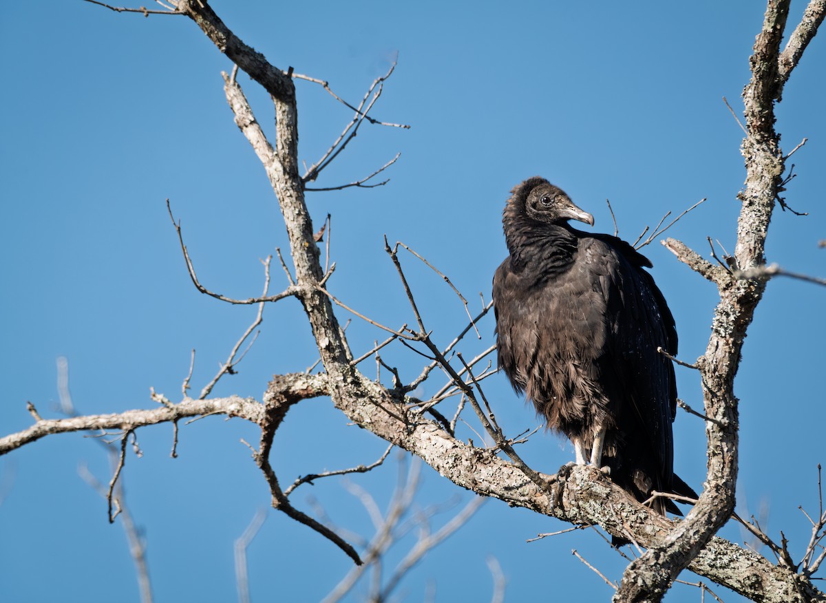 Катарта чорна - ML646759626