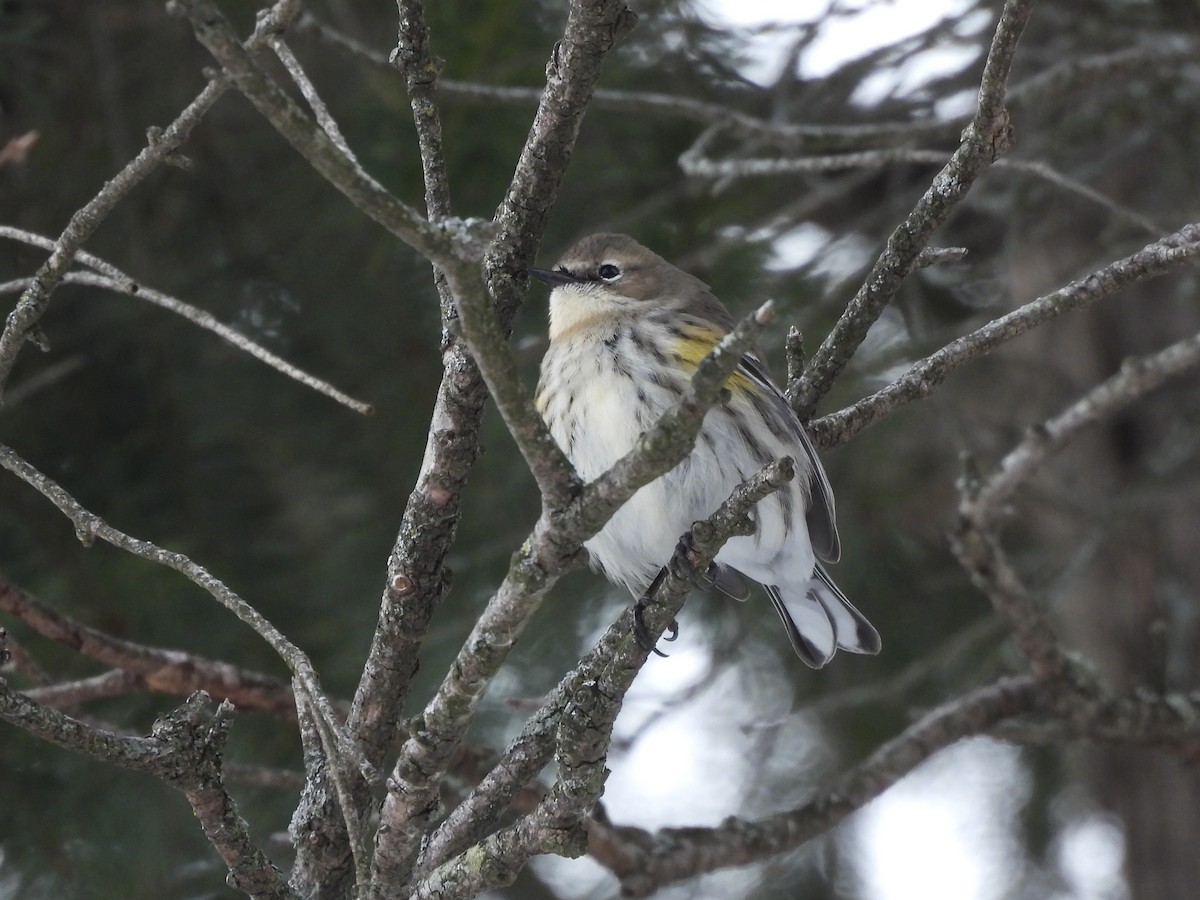Yellow-rumped Warbler - ML646759627