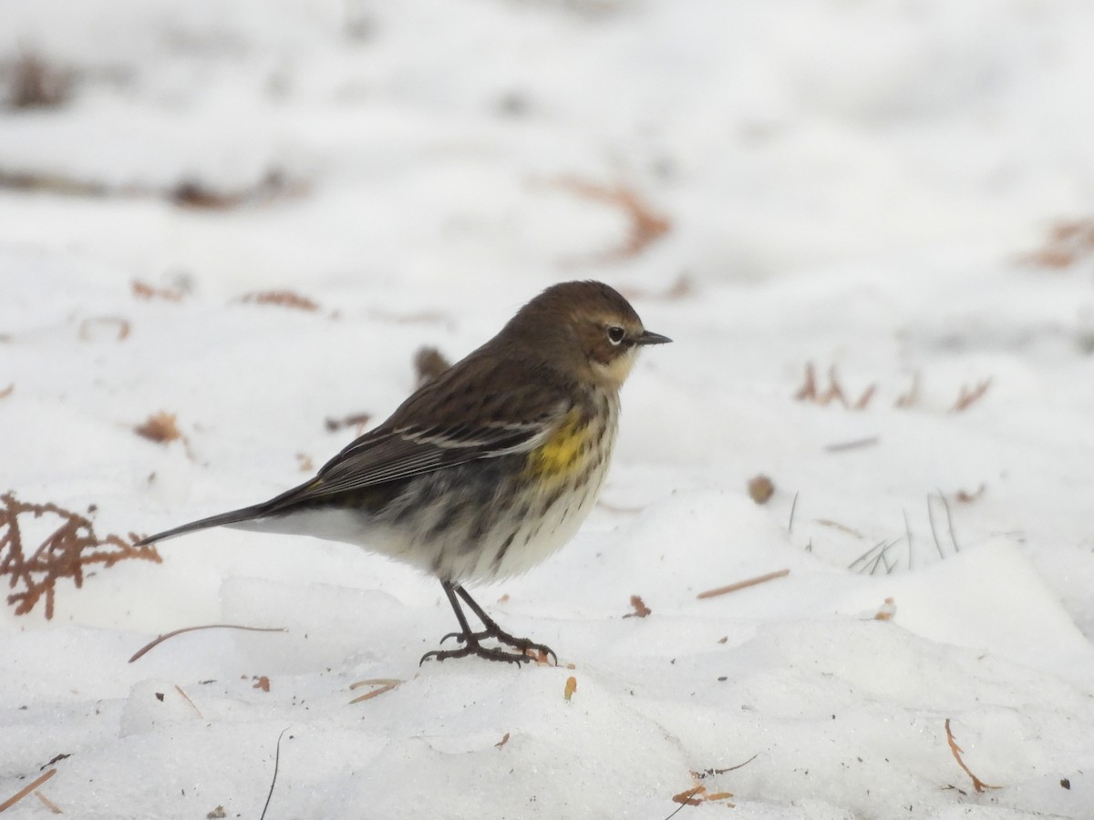 Yellow-rumped Warbler - ML646759628