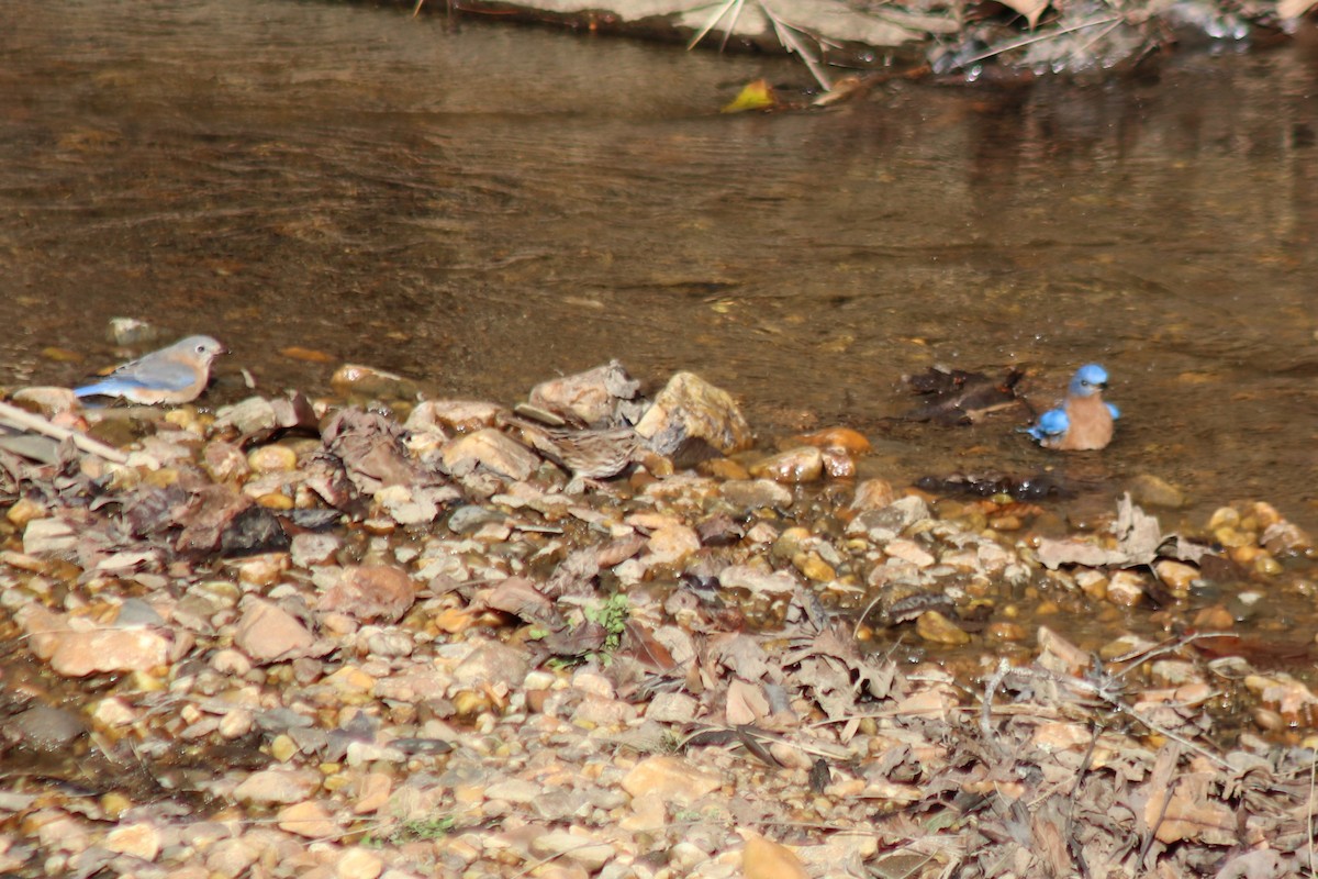 Eastern Bluebird - ML646759629