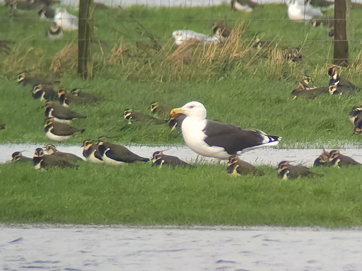 Great Black-backed Gull - ML646759630