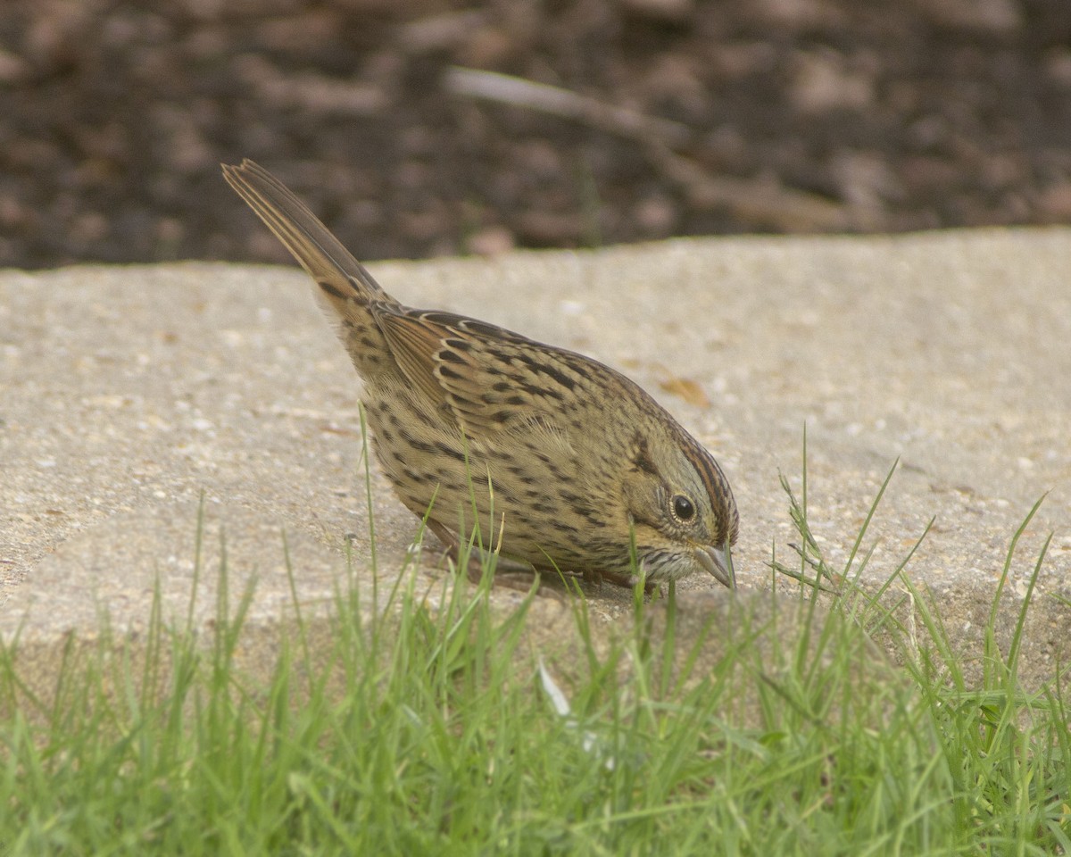 strnadec pruhohlavý - ML646759636