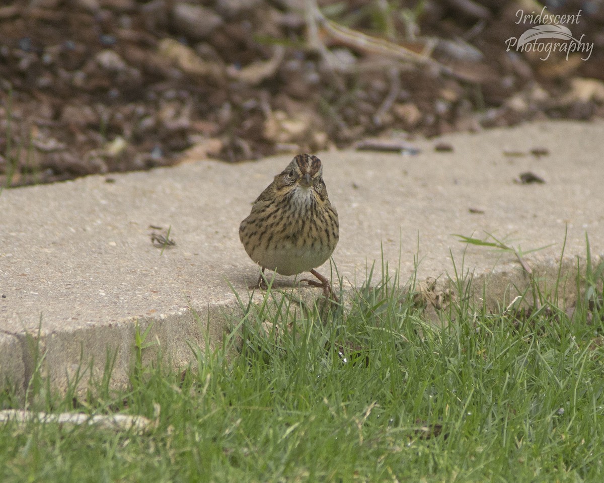 strnadec pruhohlavý - ML646759637