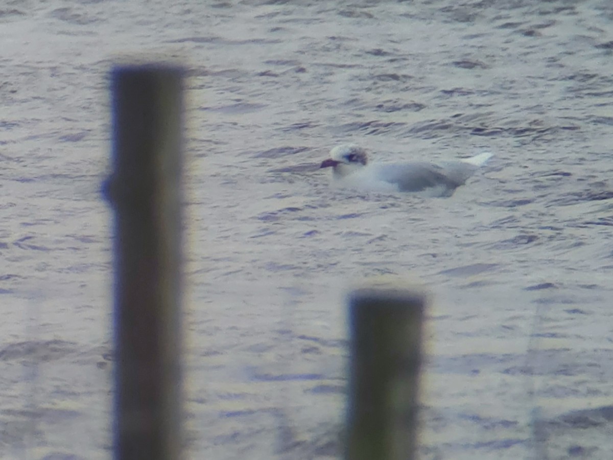 Mediterranean Gull - ML646759638
