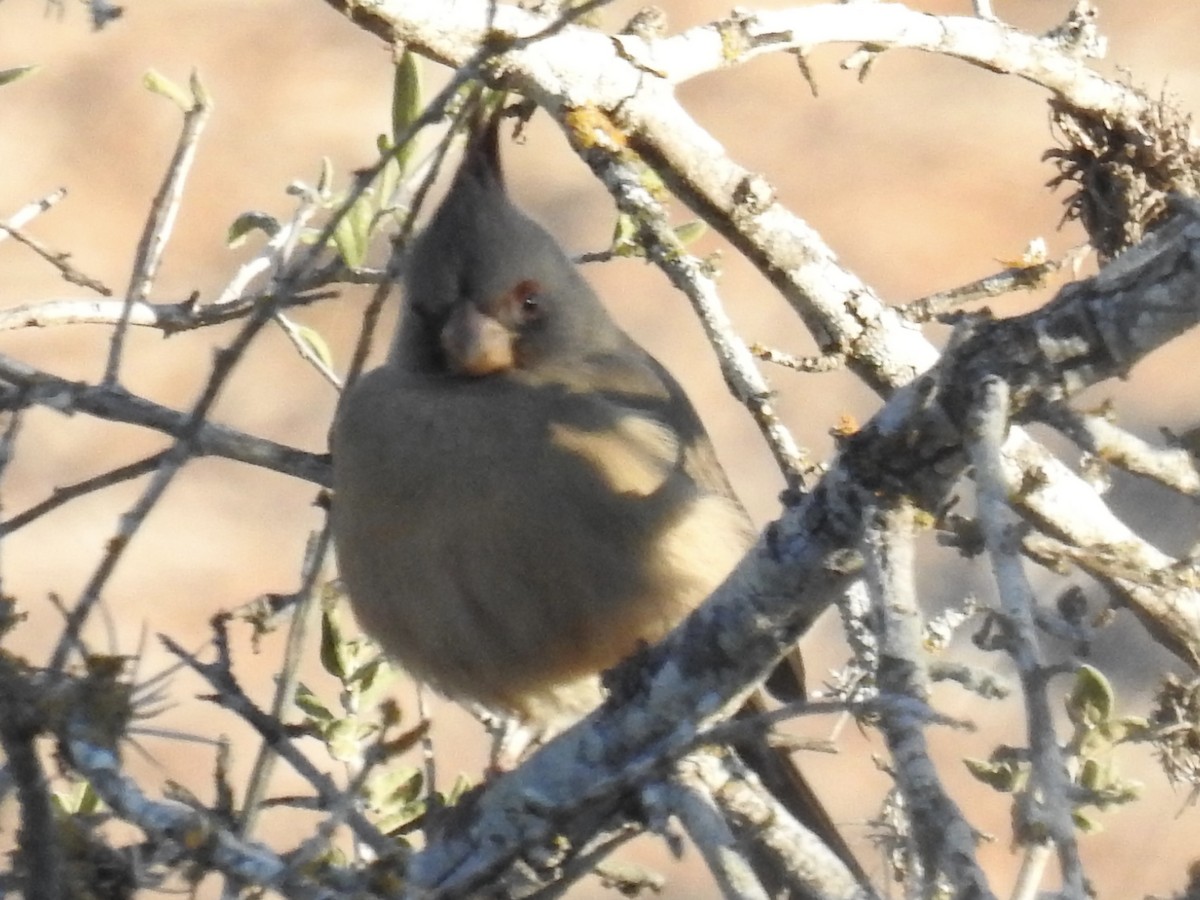 Pyrrhuloxia - ML646759640