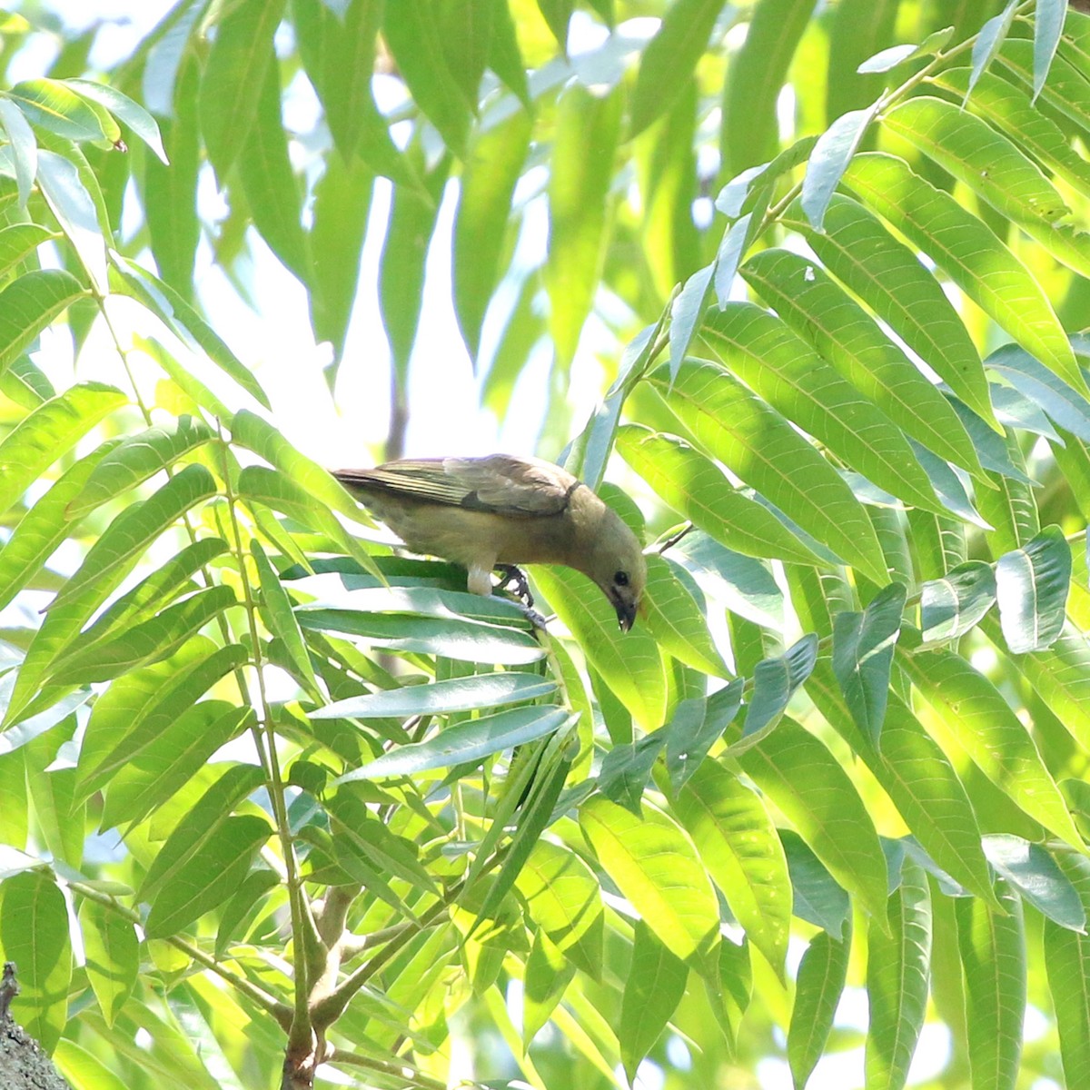 Palm Tanager - ML646759645