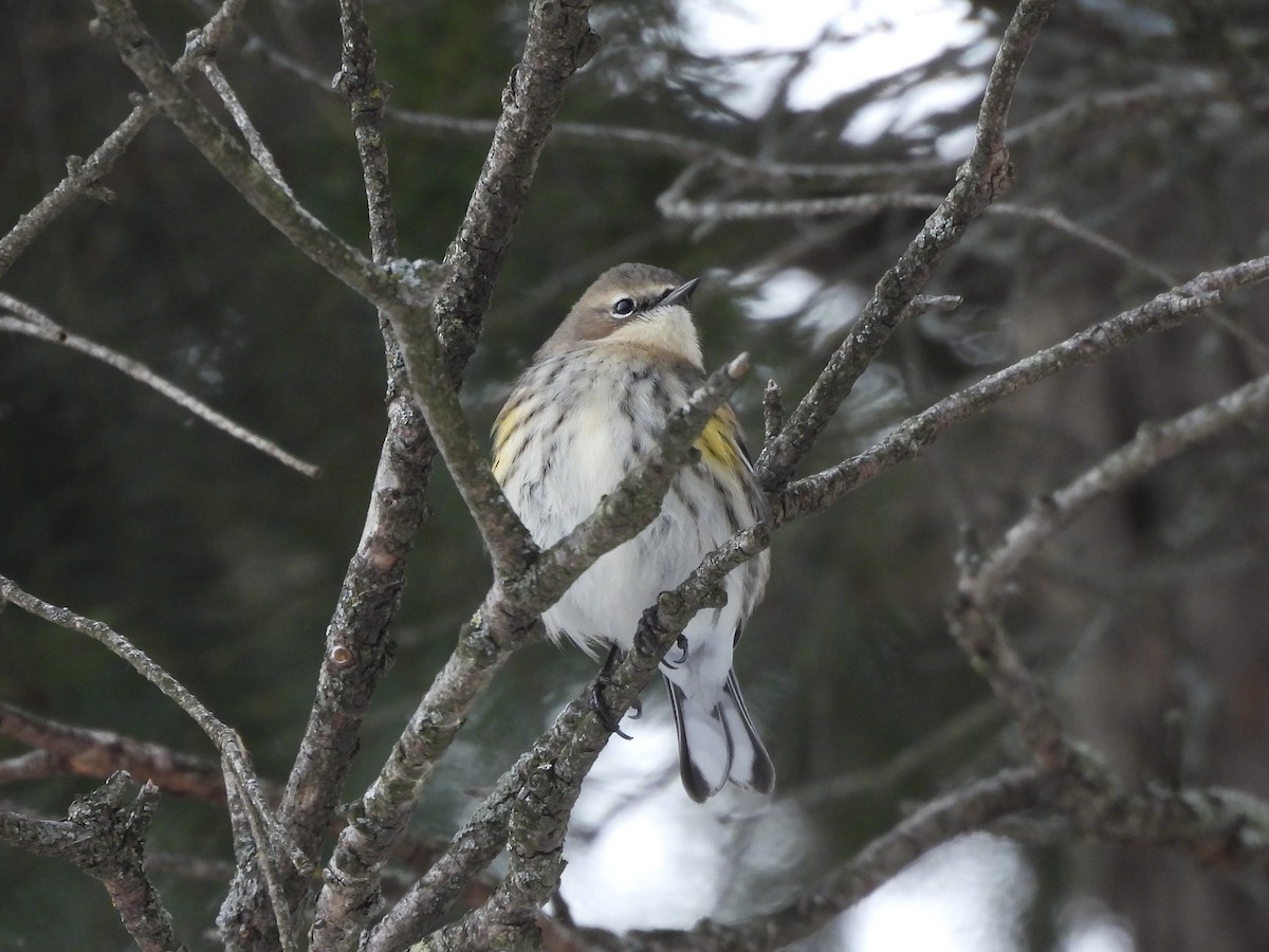 Yellow-rumped Warbler - ML646759646