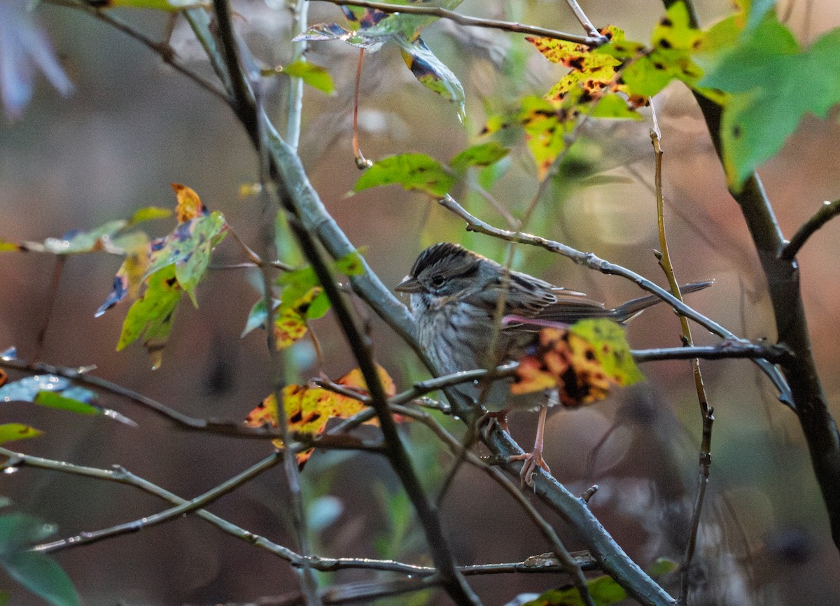 Swamp Sparrow - ML646759652