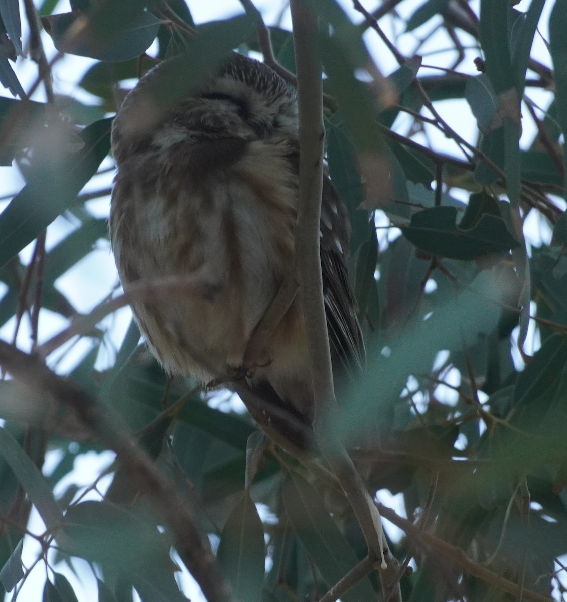 アメリカキンメフクロウ - ML646759653