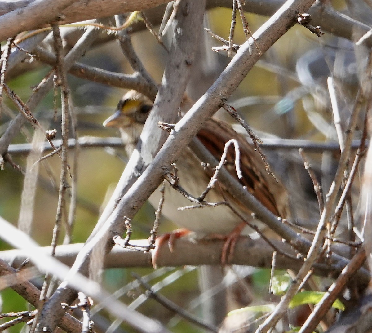 גיבתונית לבנת-גרון - ML646759655