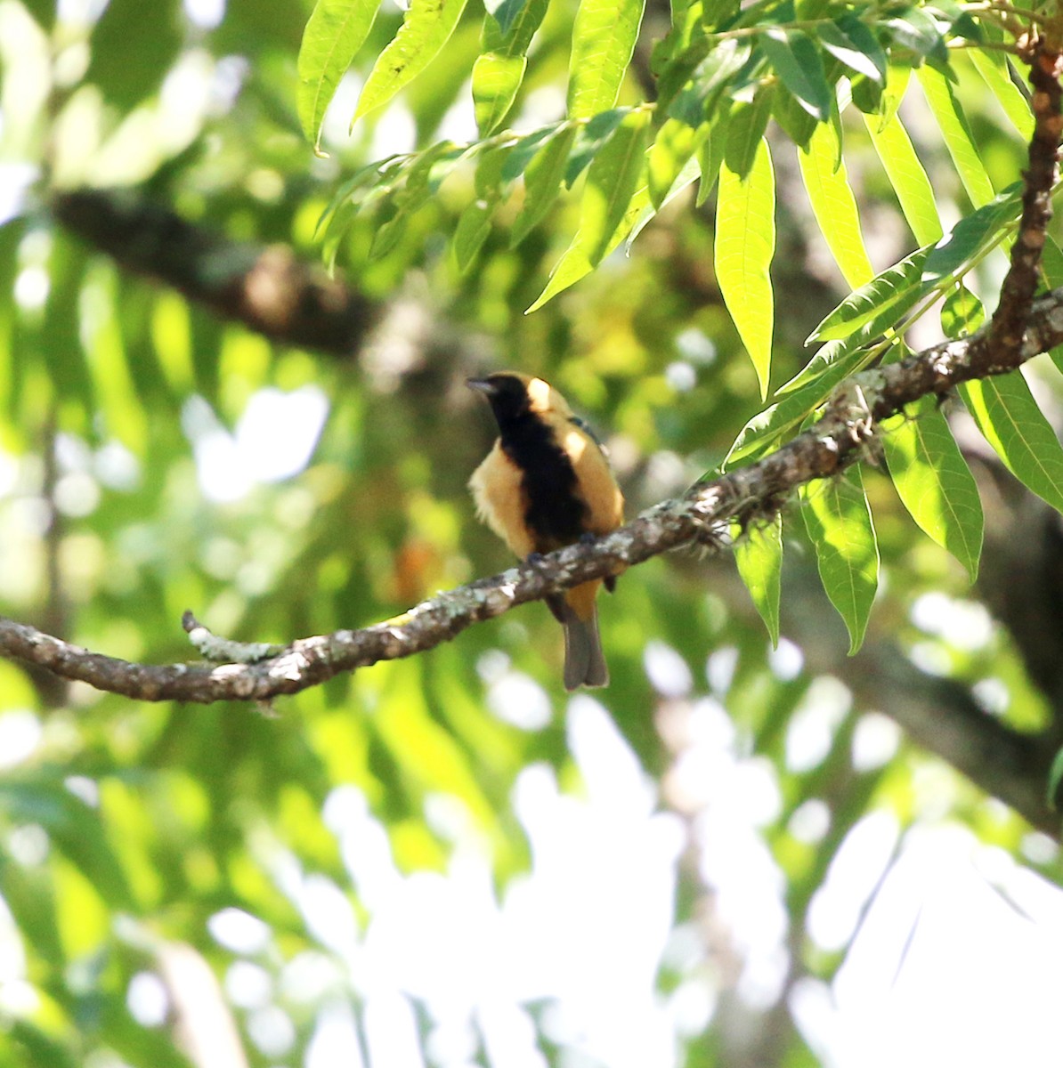 Burnished-buff Tanager - ML646759656