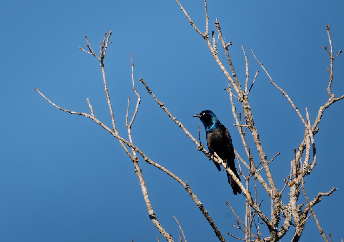 Common Grackle - ML646759657