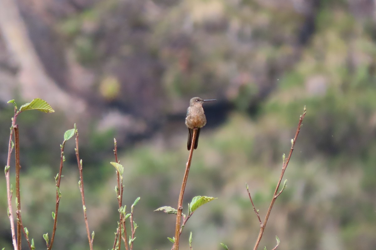 Giant Hummingbird - ML646759658