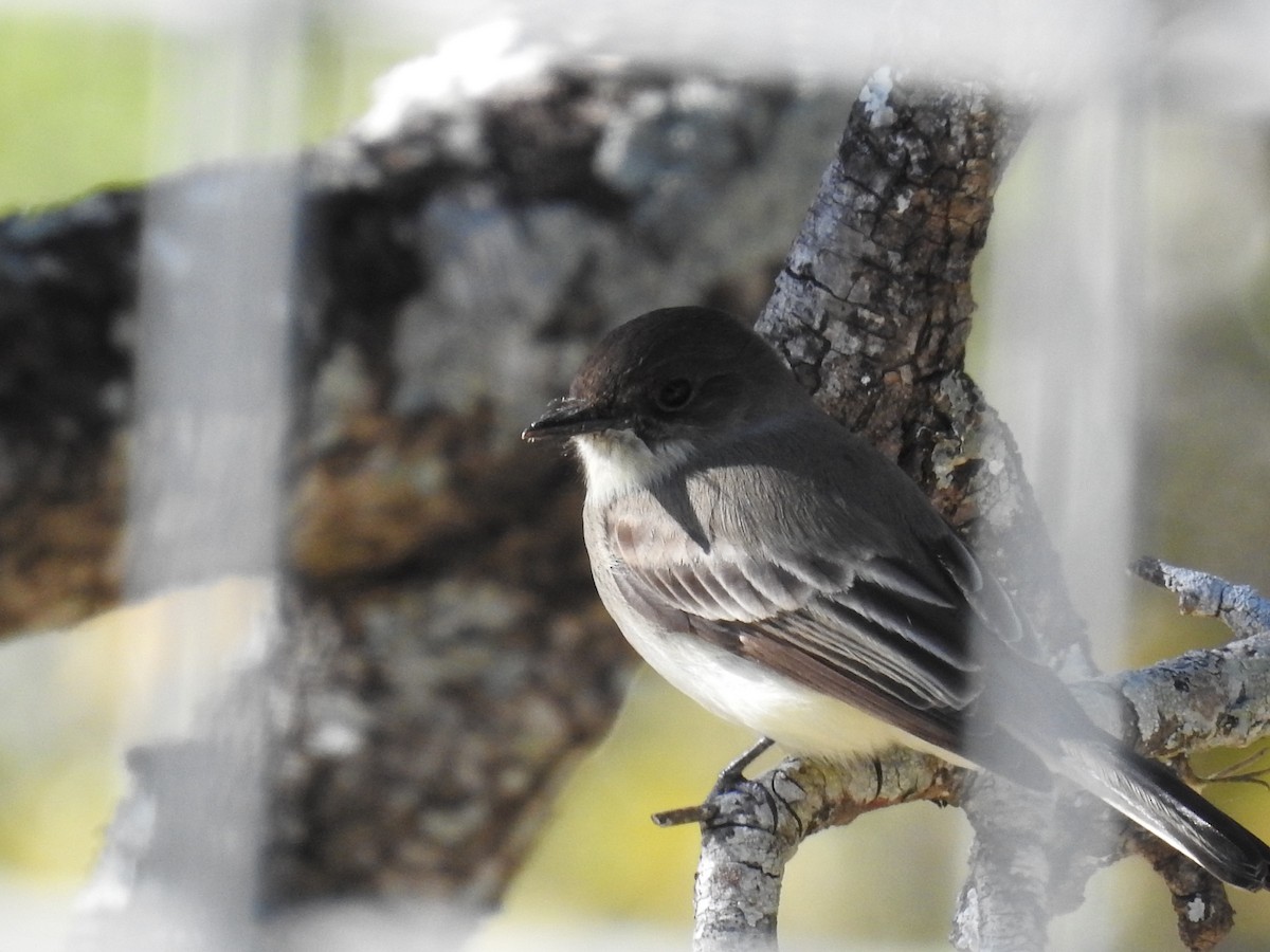 Eastern Phoebe - ML646759659