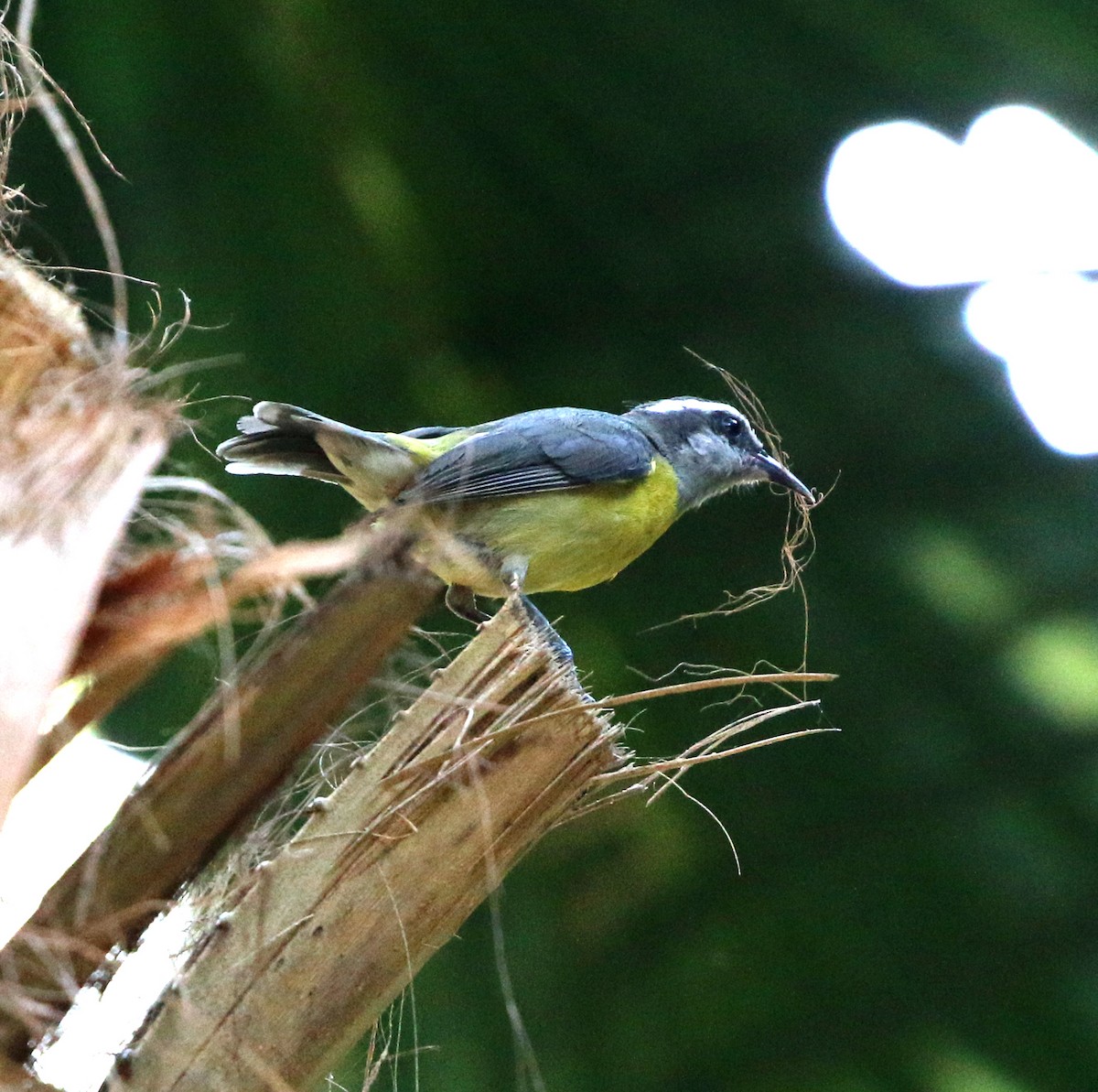 Bananaquit - ML646759662