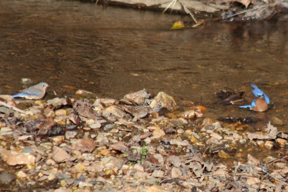 Eastern Bluebird - ML646759665