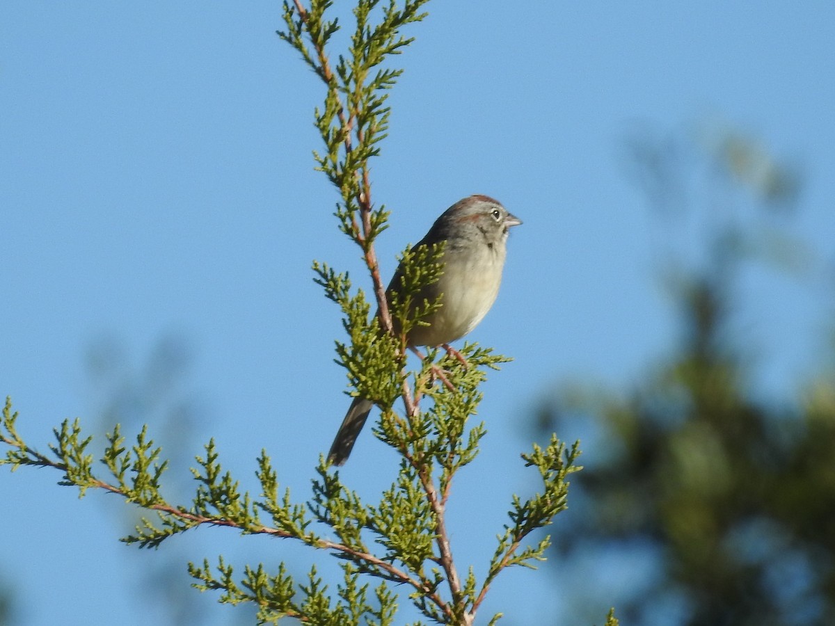 Rufous-crowned Sparrow - ML646759671