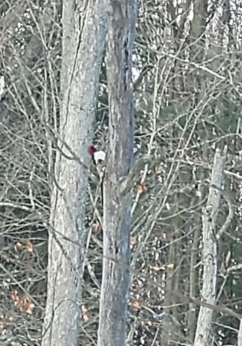 Red-headed Woodpecker - ML646759673