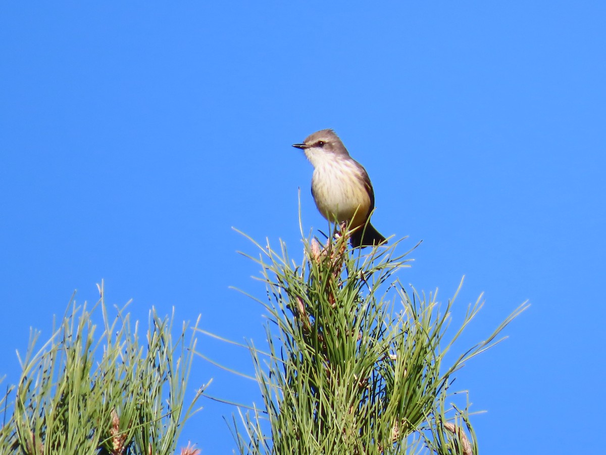 Vermilion Flycatcher - ML646759674