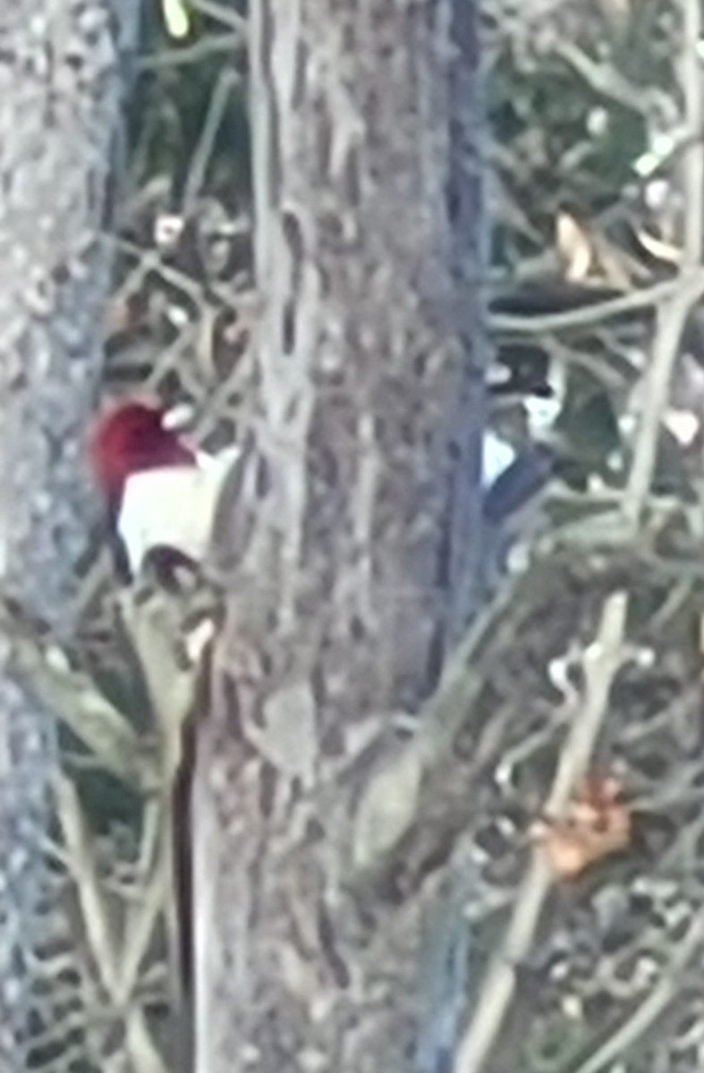 Red-headed Woodpecker - ML646759675