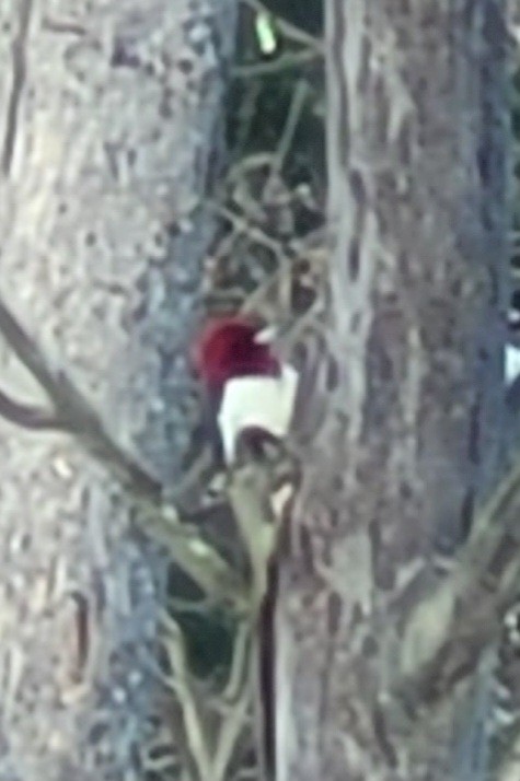 Red-headed Woodpecker - ML646759677