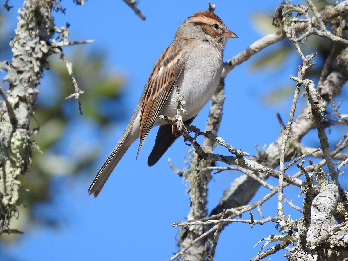 Chipping Sparrow - ML646759682