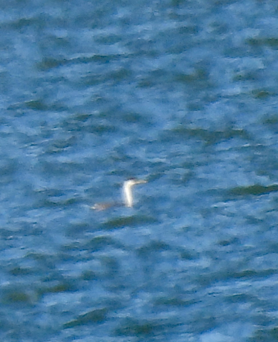 クビナガカイツブリ - ML646759685