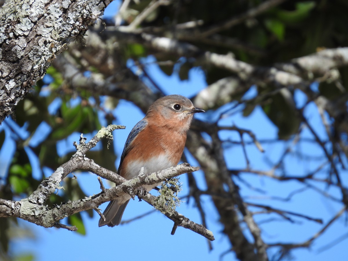 Eastern Bluebird - ML646759691
