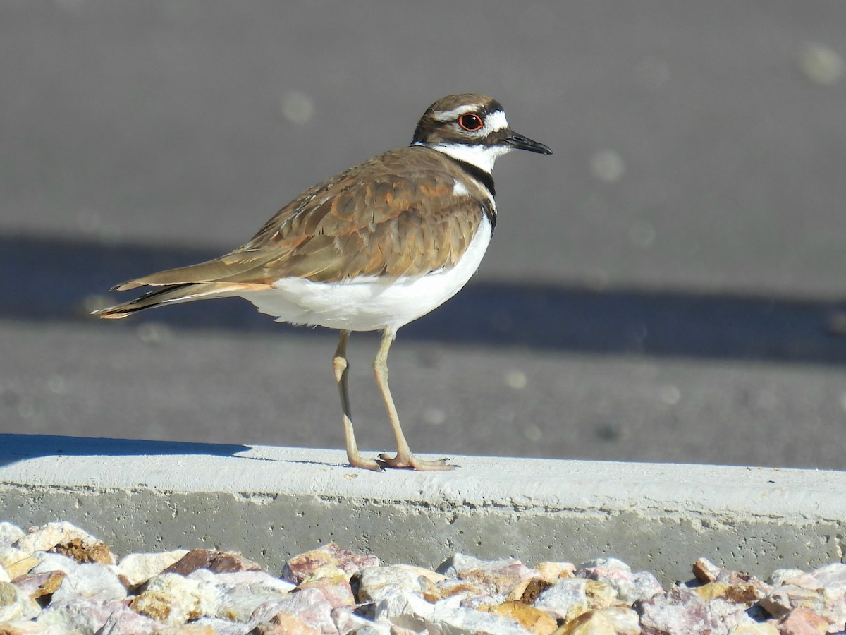 Killdeer - ML646759692