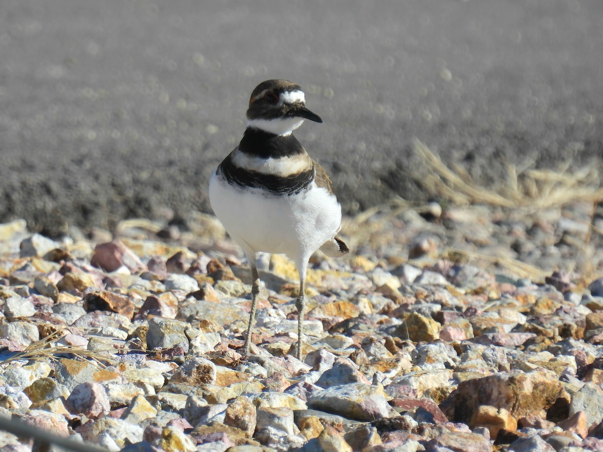 Killdeer - ML646759693