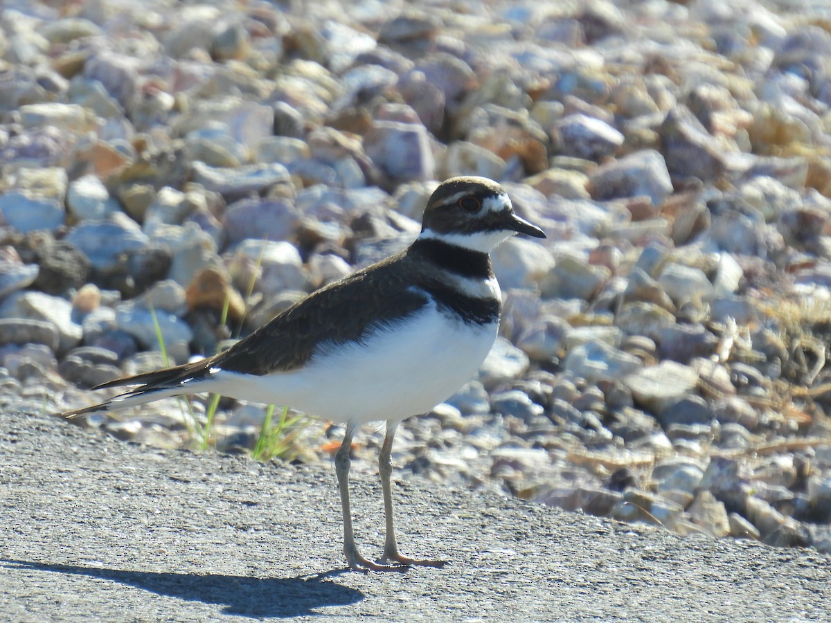 Killdeer - ML646759694