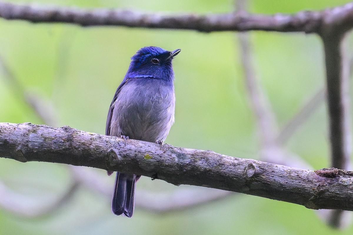 Small Niltava - ML646759696