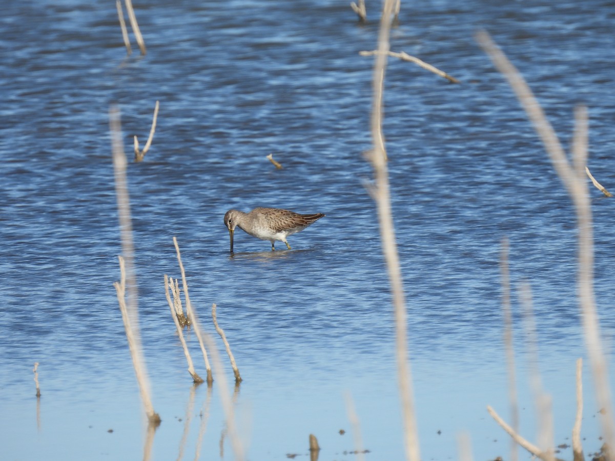 オオハシシギ - ML646759699